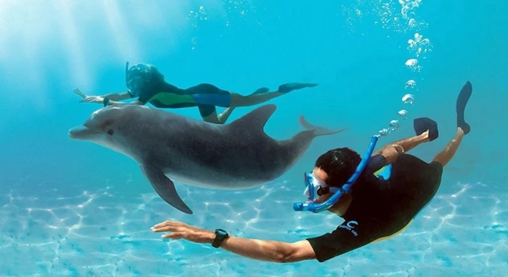 Swimming with Dolphins in Sharm El Sheikh — photo 3