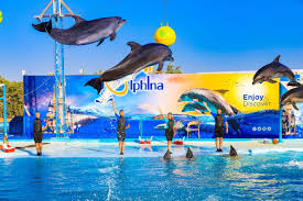 Dolphin Show Sharm El Sheikh — photo 2